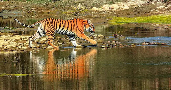 Bardia National Park