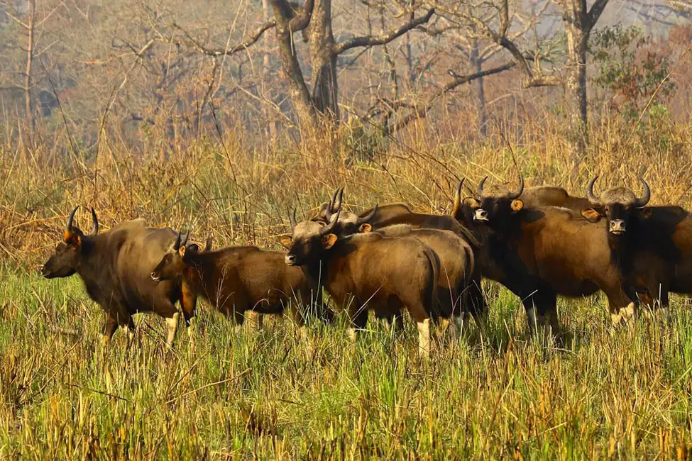 Koshi Tappu Wildlife Reserve