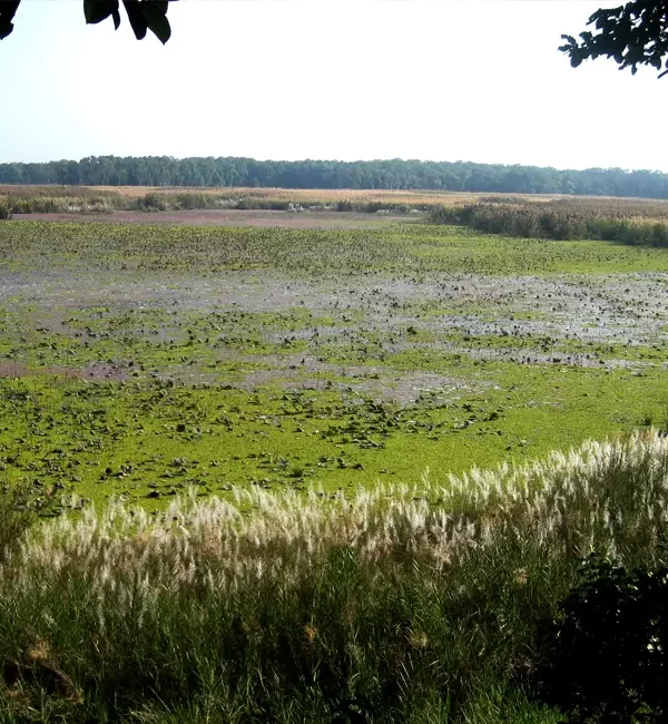 Shuklaphanta safari tour