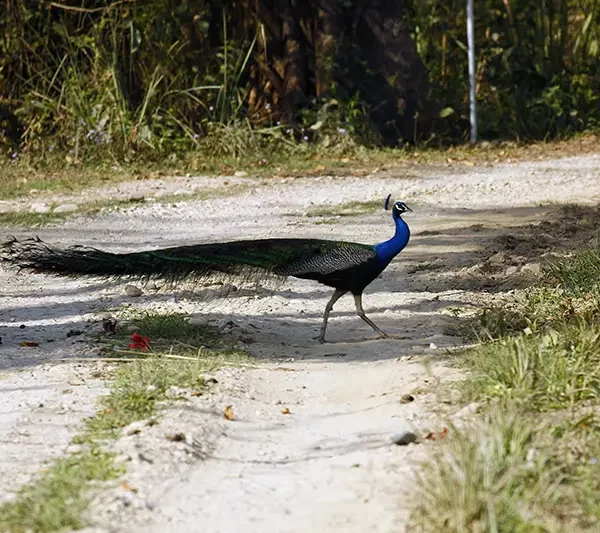 Banke Culture and Wildlife Tour