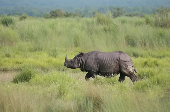 Banke Wildlife and Culture Tour