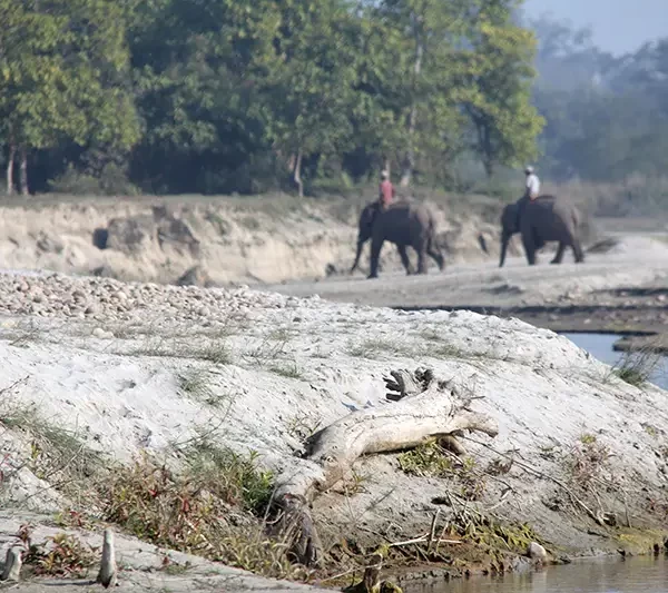 Bardia Luxury Safari