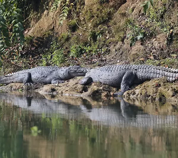 Chitwan Luxury Wildlife Safari