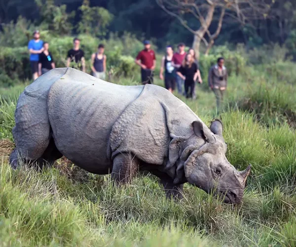 Chitwan Luxury wildlife Safari