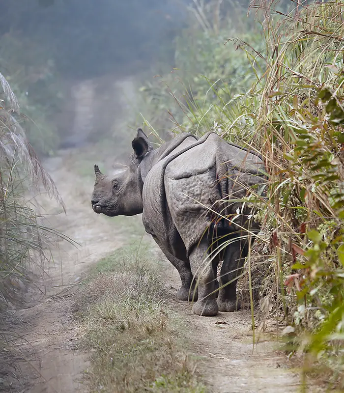 Rhinoceros