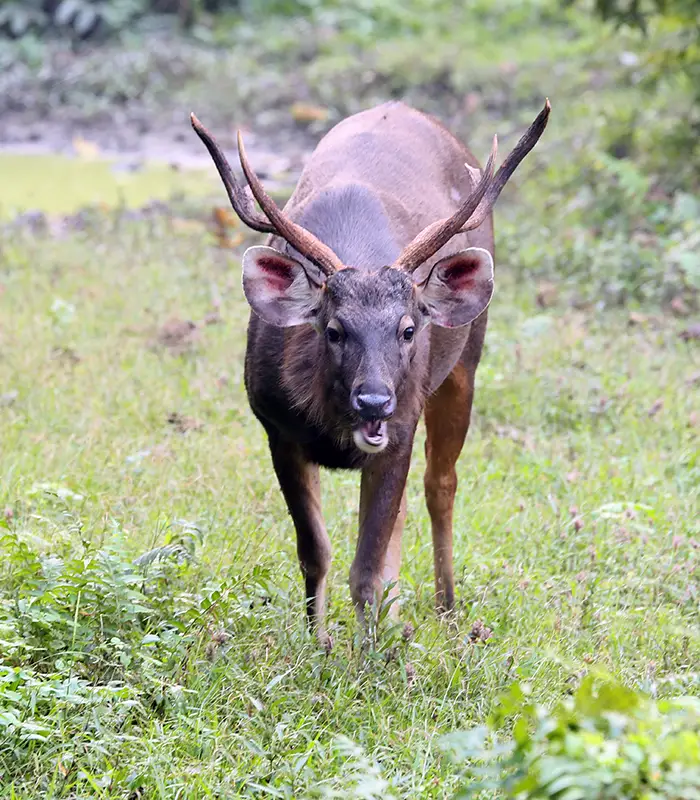 Barking deer