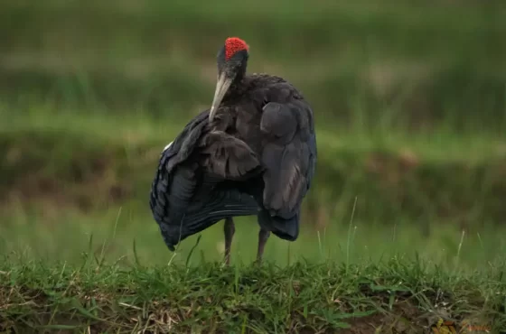 Chitwan Standard Safari