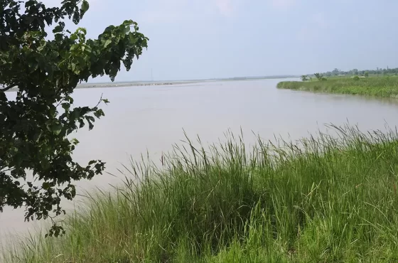 Koshi Tappu Birdwatching Tour