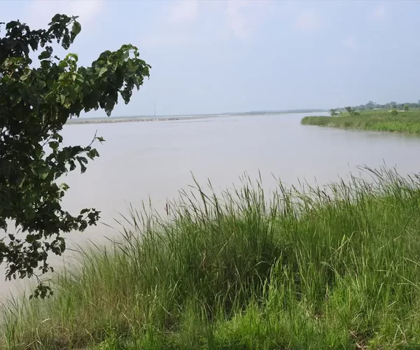 Koshi Tappu Birdwatching Tour