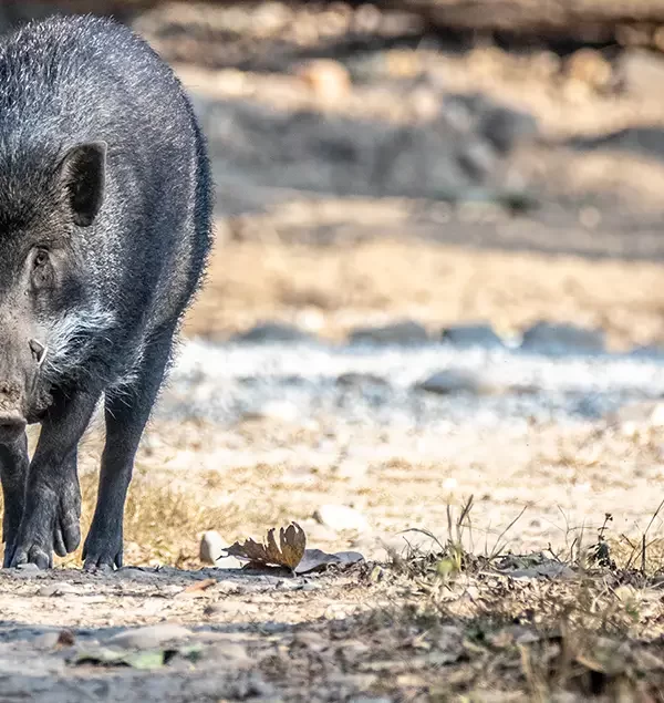 Parsa Wildlife Safari