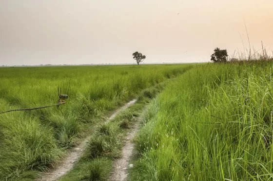 Shuklaphanta Safari Tour