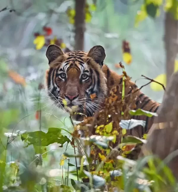 Luxury Nepal Tour